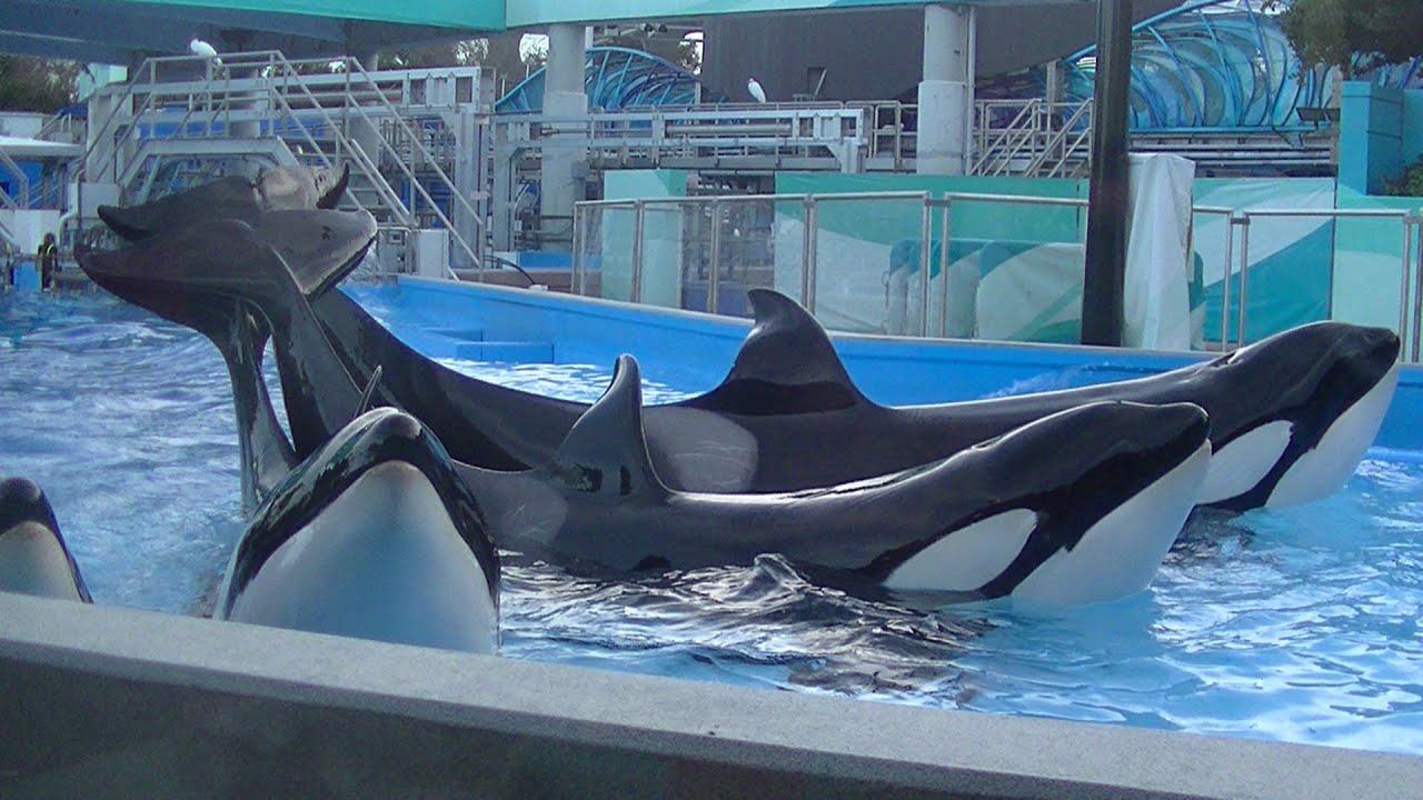 Dine with Shamu 1 of 2 Jan 19 2015 - SeaWorld Orlando - YouTube