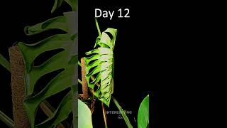 Monstera Deliciosa HUGE Leaf Time Lapse