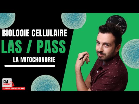 Vidéo: Quel Tissu A Le Plus De Mitochondries ?