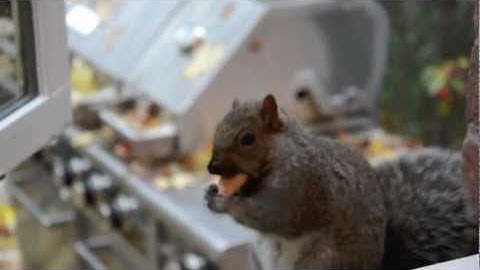AMAZING SQUIRREL JUMP