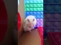 A little hamster grooming its fur #pets #cute #adorably #funny #animals #adoreble