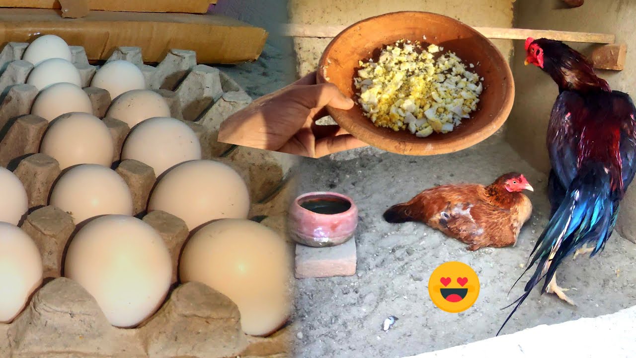 Dasi Hen k nechy kon se andy rakhain