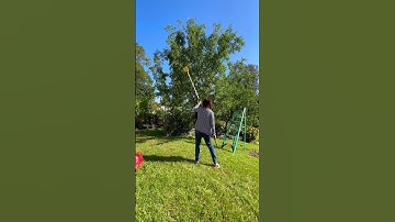 we picked so many lang jujube 2025