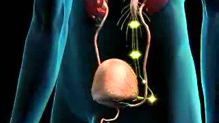Bladder function - neurological control Net Worth