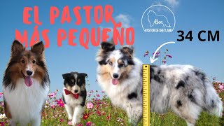 PASTOR DE SHETLAND | SHETLAND SHEEPDOG | SHELTIE | COLLIE MINIATURA | COMO ELEGIR LA RAZA PERFECTA