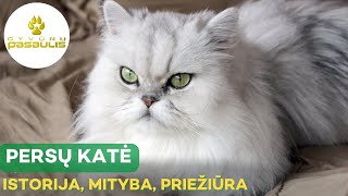 Persų katė  veislės, mitybos ir priežiūros ypatumai