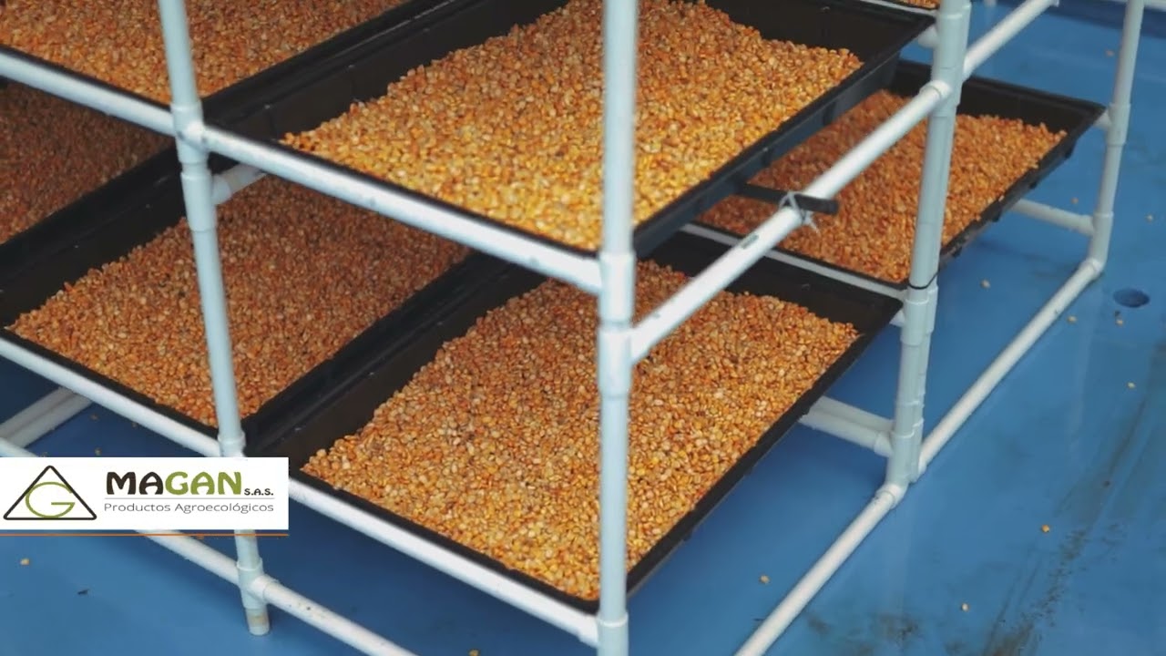 AVANCES PROYECTO CULTIVOS HIDROPÓNICOS MAGAN SAS LA GUAJIRA 2026