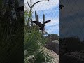 California Condor Birds in flight San Diego Zoo Safari Park