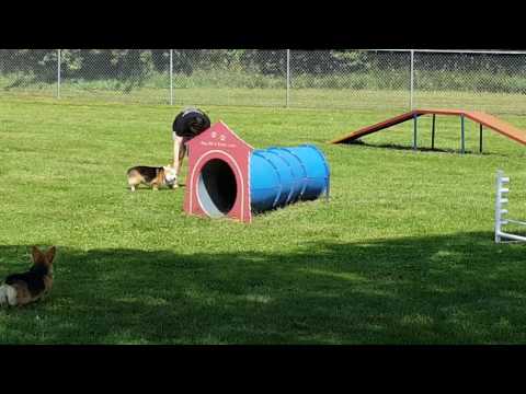 Corgi