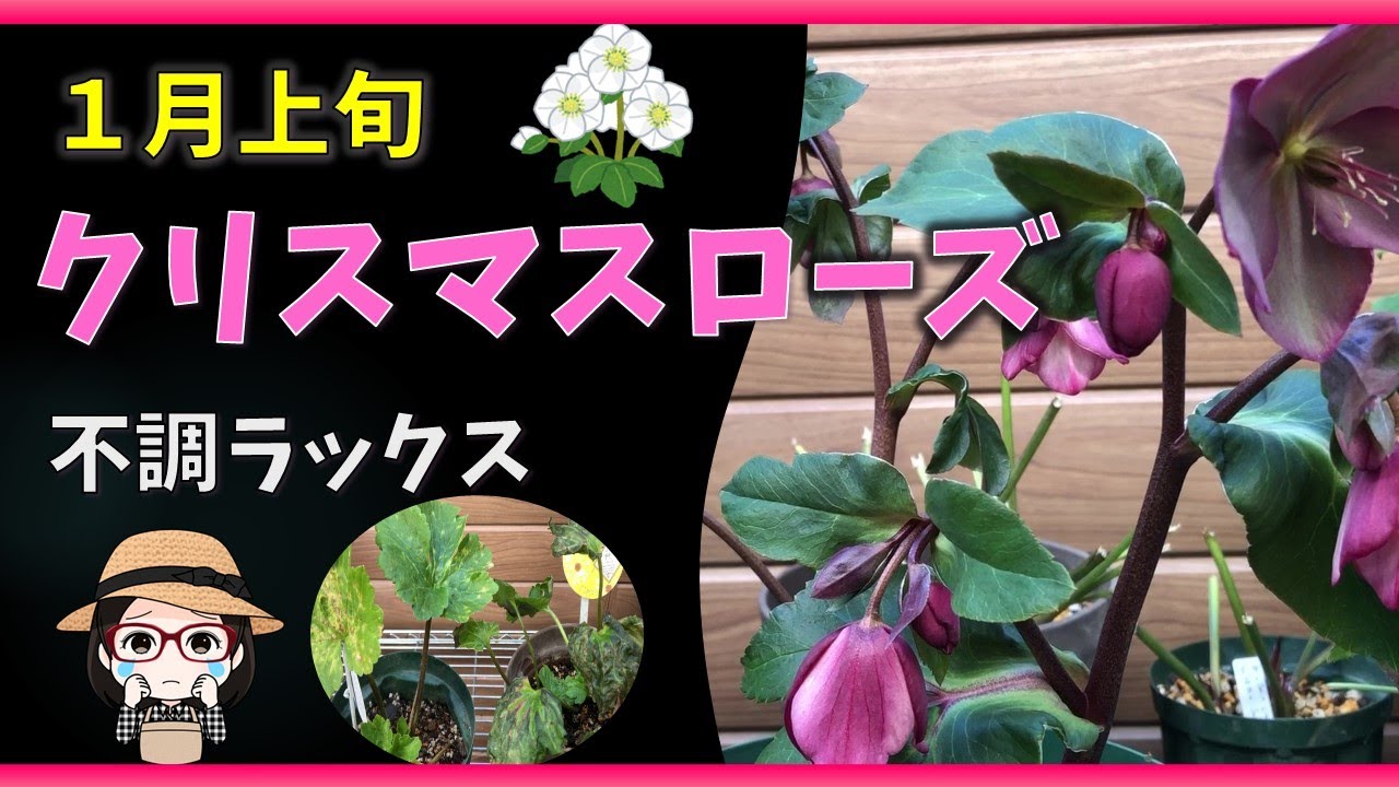 クリスマスローズ氷の薔薇/プチドール彩と栞/ウィンターシンフォニー