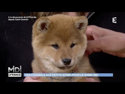 Shiba Inu Rencontre Avec Une éleveuse De Chiens Japonais