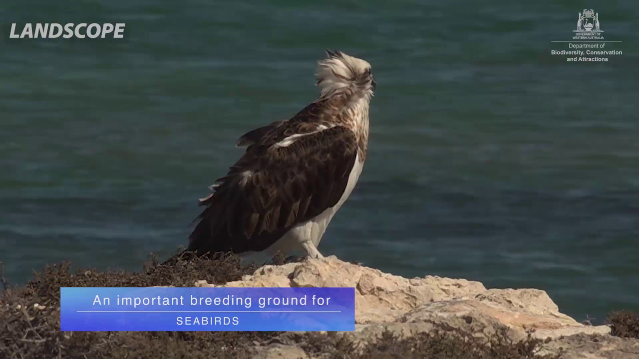 parks and rec characters See the spectacular Houtman Abrolhos Islands National Park