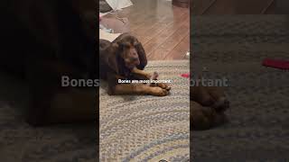 Sherlock Loving His New Bone