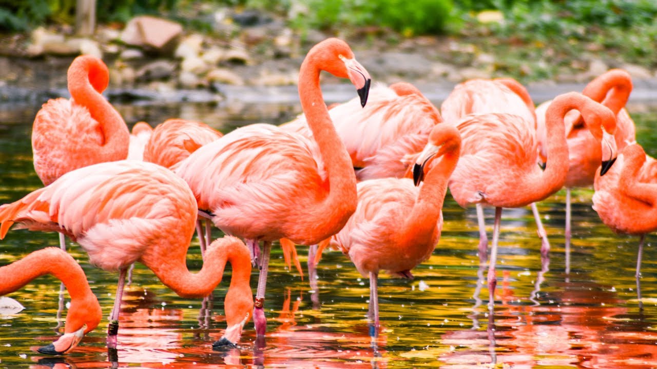 Wild Waterbirds Revolution / Wonderful Water birds / Colourful Water Birds / National Geographic