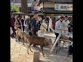 クスッと笑える鹿さん　#deerpark #奈良公園 #japantravel #naradeer #cute #deer