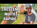 PLANTAMOS duas TREPADEIRAS LINDAS e que dão FLOR | Henrique Buttler