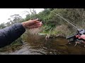 BFS trout fishing Melbourne Daiwa Gekkabijin on the water test