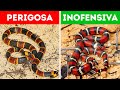 18 Cobras Perigosas Com As Quais Você Deve Tomar Cuidado