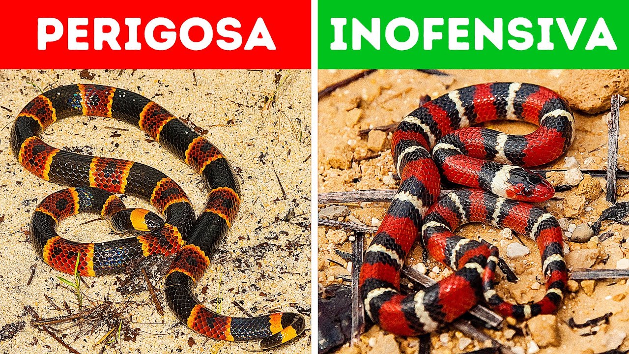 18 Cobras Perigosas Com As Quais Você Deve Tomar Cuidado