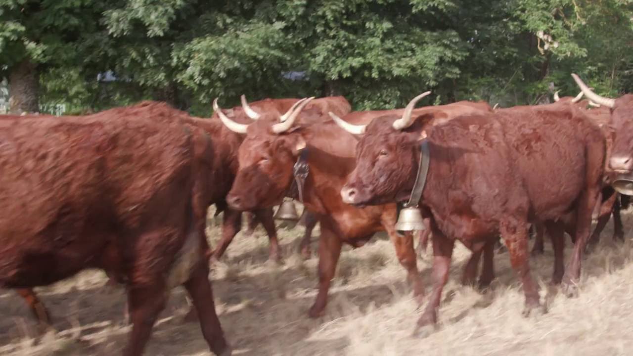 Charlotte productrice de Salers Tradition - La Cigogne