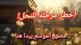 إدارة المناحل في نهاية الشتاء وبداية الربيع | أخطر مرحلة في تربية النحل بالعالم العربي