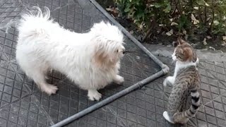 I love my pets 🐶🐱 | New meet my pets by in our daily lives 30 views 2 months ago 9 minutes, 30 seconds