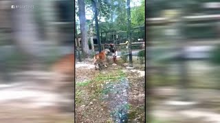 RECOGNIZE HER? Woman caught on video 'enticing' tiger after illegally climbing into NJ zoo enclosure