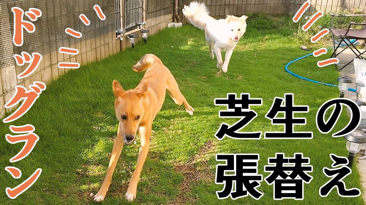 庭にドッグランを作って一年が経った！【芝生の張替え】 - YouTube