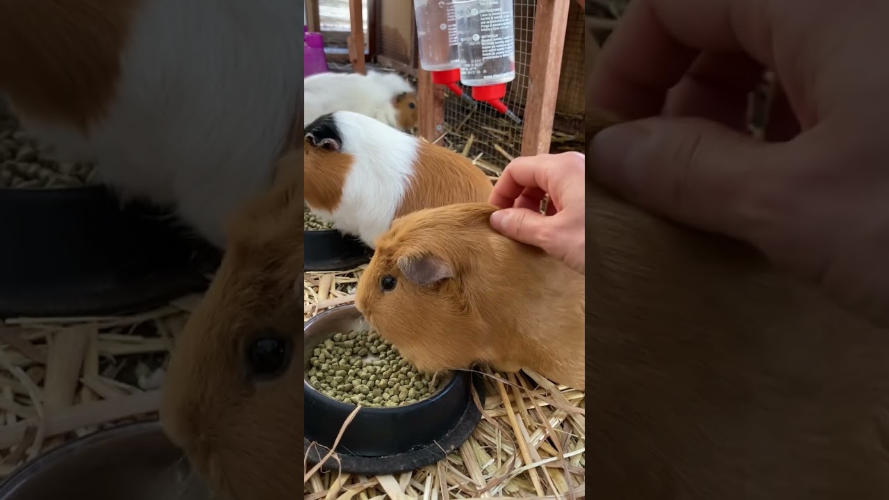 Patting sweet Guinea pig Potato