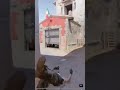 #csgo #cs2 #cs2 #gaming #gaming #cs2clips #standoff2 #standoff2 #proplayer #proplayer #counterstrike