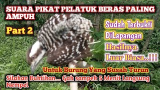 SUARA PIKAT BURUNG PELATUK BERAS TERBARU, AMPUH MENGATASI BURUNG YANG SUSAH TURUN