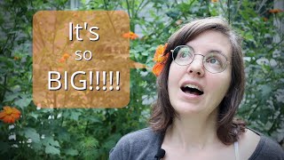The Life of a TITHONIA Plant (BEST flower for BEES!!!)
