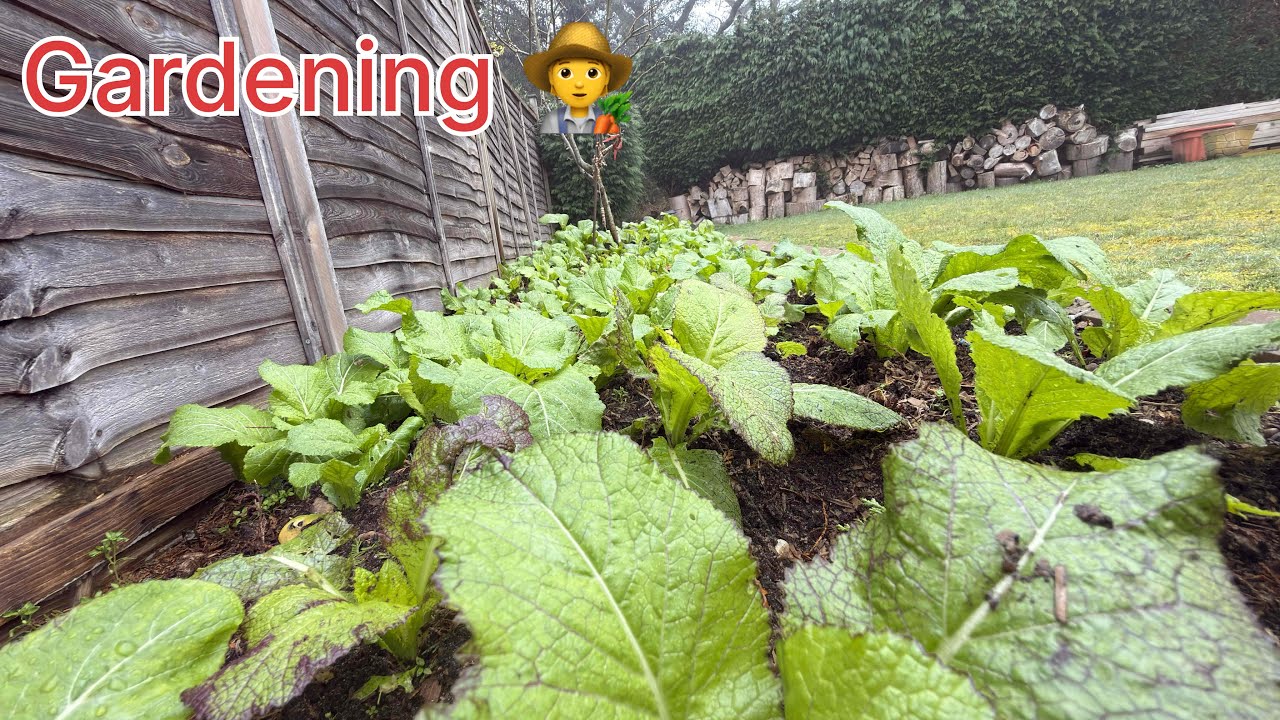 ASMR !! Gardening | Rayo Saag || Winter Clearing |