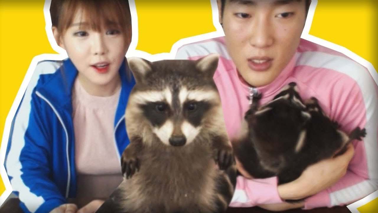 턱소진 새끼너구리 2마리 젖주던 도중 애정행각