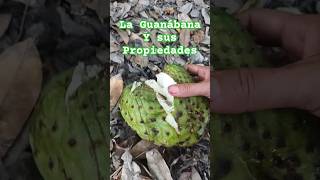 La Guanábana y sus propiedades #guanábana #guanabana #plantasmedicinales #frutasexóticas #frutas
