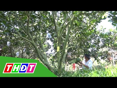 Video Đào tạo người nông dân thông minh | THDT - youtube