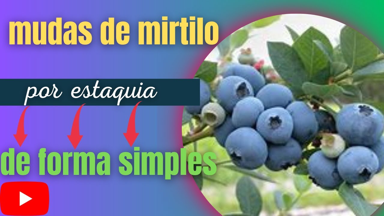 Surpreenda seus Amigos: Aprenda a Fazer a Sua Própria Muda de Mirtilo!