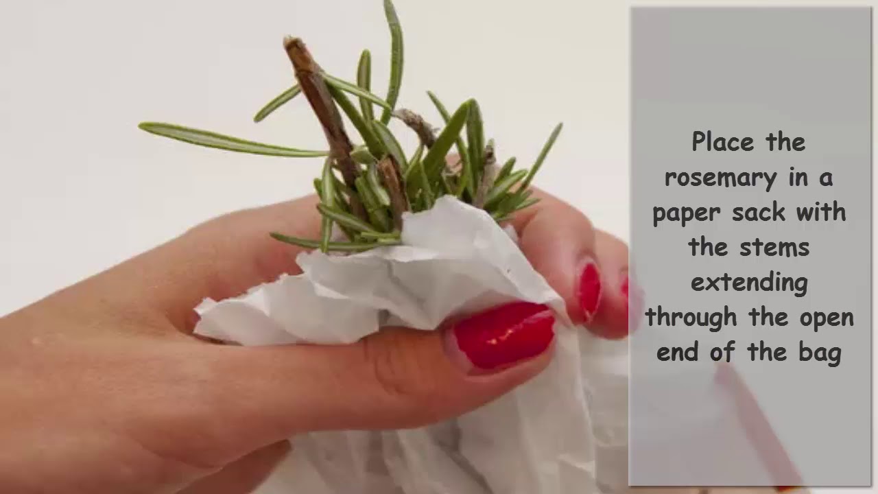 How to Prepare Rosemary for Hair - YouTube