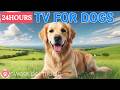 24 Hours of Dog TV🎵🐶Deep Relax &amp; Separation Anxiety Recovery Sound🎵🐶Deep Stress Relief, Dog TV