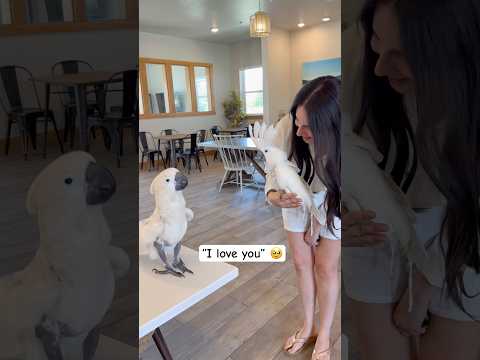 My cockatoo has a boyfriend and it’s adorable 🥹 #cockatoo #bird #boyfriend #cute #talkingparot