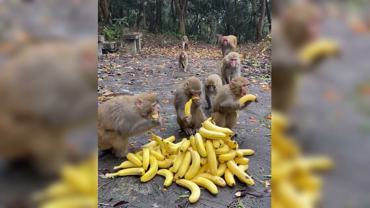 Monkey crowd is starting to Having Lunch #shorts - YouTube