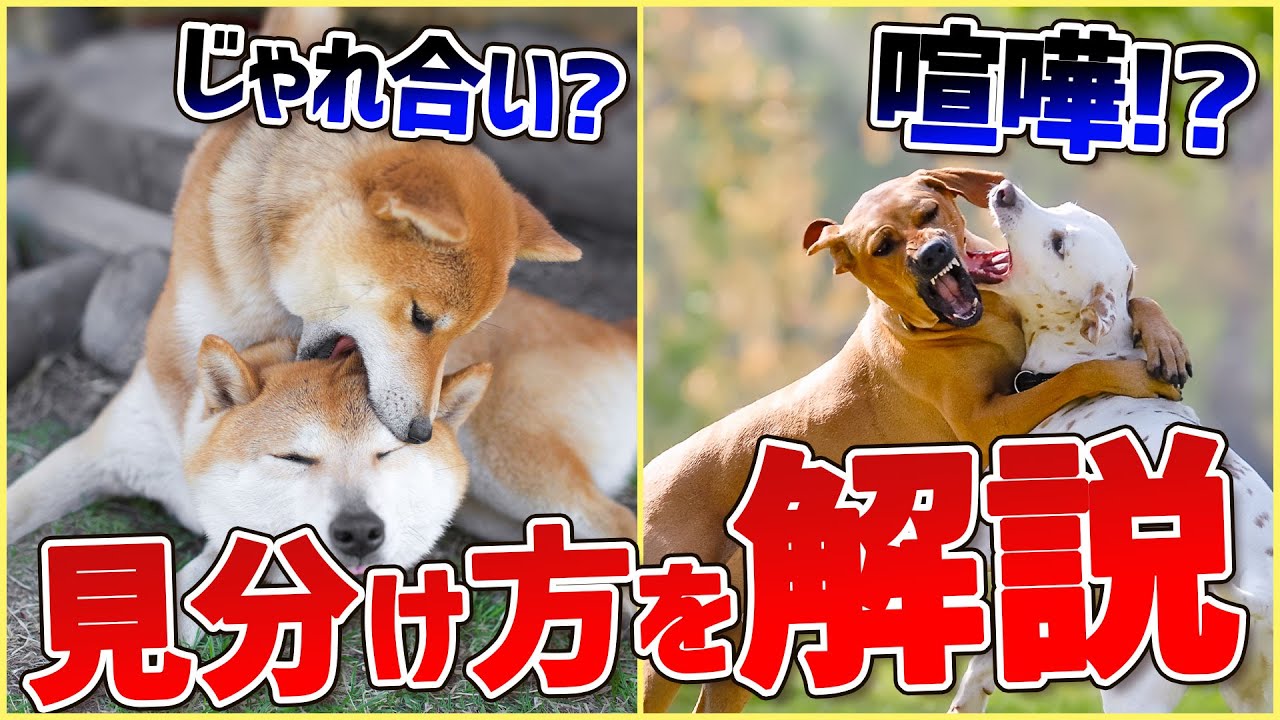 犬 同士 の 喧嘩