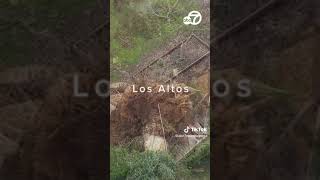 Powerful winds bring down trees across Bay Area