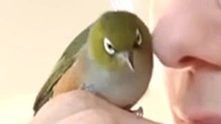 Bird returns every night at 5:30 to sleep inside woman's house