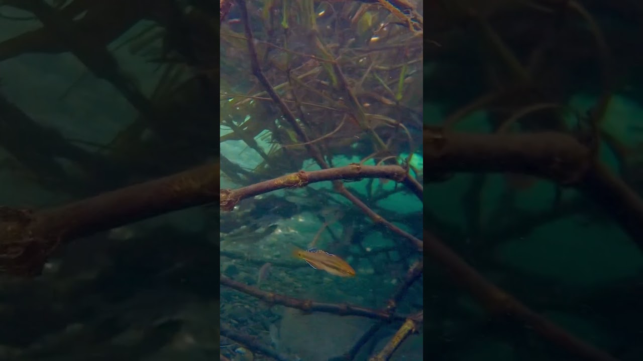 Tropical carp-gudgeon 𝑯𝒚𝒑𝒔𝒆𝒍𝒆𝒐𝒕𝒓𝒊𝒔 𝒄𝒚𝒑𝒓𝒊𝒏𝒐𝒊𝒅𝒆𝒔短塘鳢/タナゴモドキ