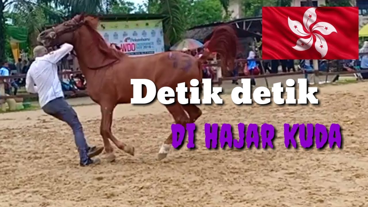 Proses menjinakkan kuda liar 'Silap sedikit ny@w@ melayang