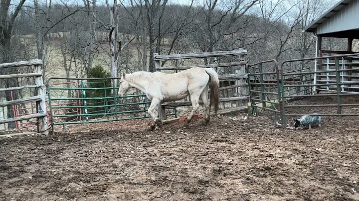 3631 Palomino Rocky Mountain Mare 15 years old $750 deadline 12/29/25