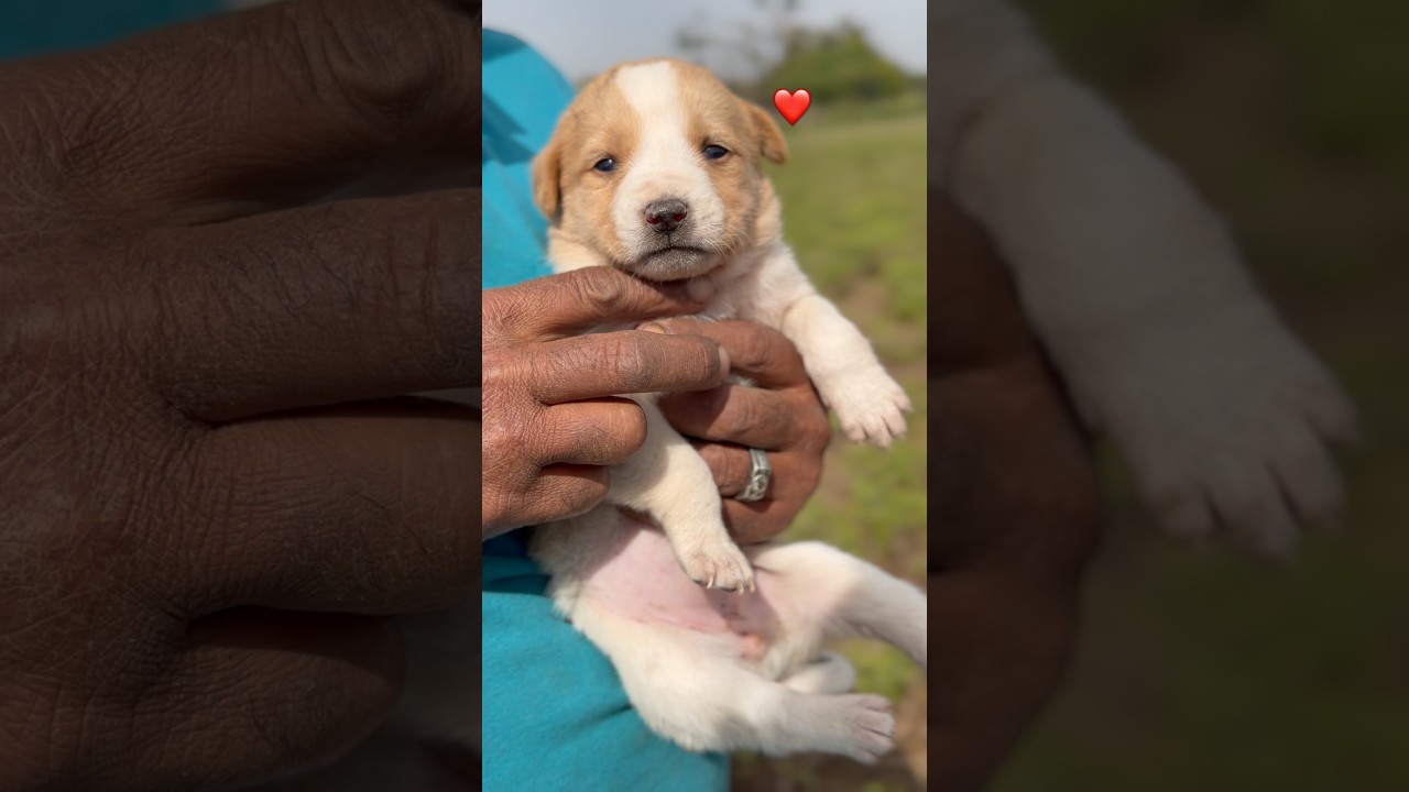 Cute 🥰 puppy 🐶 [ Barking ] 