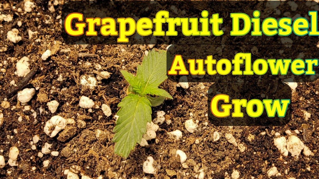 The Friendly Grower - Grapefruit Diesel Auto Flower Grow update #1