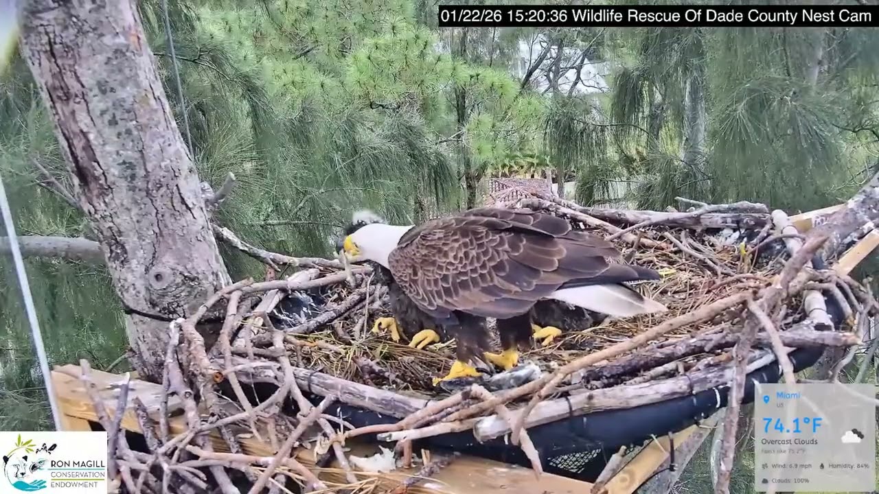 Bald Eagle - WRDC Eagle Nest Cam 22.01.2026 